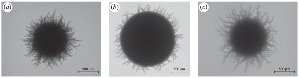 Filamentous yeast colony shown for different strains and nutrient conditions.