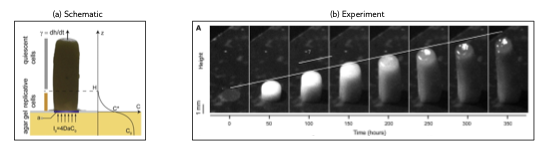 (a) Schematic of uniaxial growth.(b) Experimental image of cylindrical yeast colony showing the height or length, L(t) to grow linearly over time.